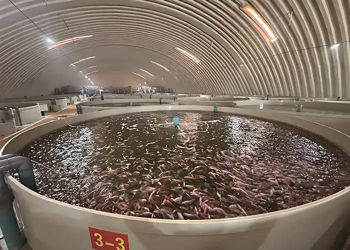 Fish Farm Owner