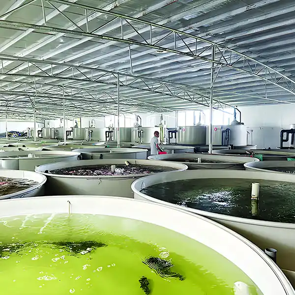 What are the best oxygen diffusers for aquaculture?