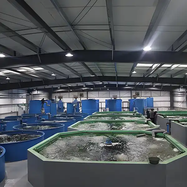 Aeration vs. Oxygen Generator: The Strategic Guide to Dissolved Oxygen in Modern Aquaculture