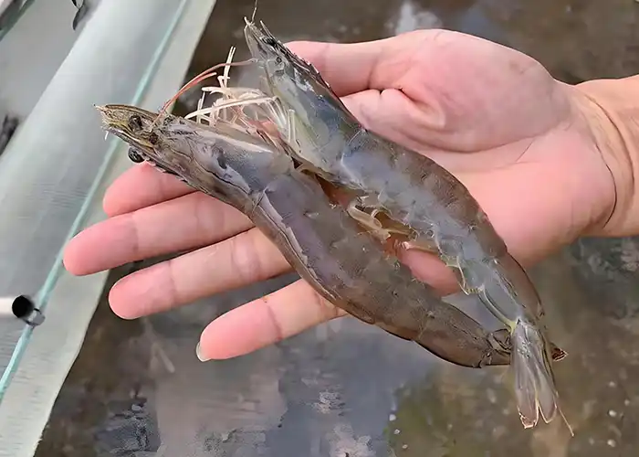 Shrimp Farm