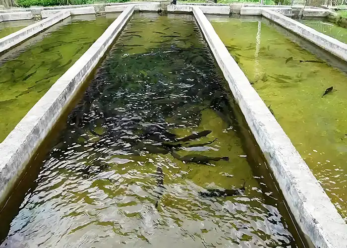 Aquaculture Manager